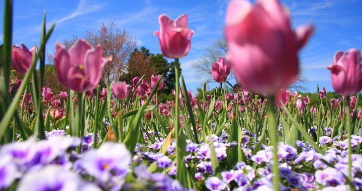 wczesnowiosenne kwiaty